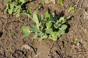 Closeup view of a small peas plant