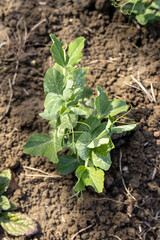Peas small plant closeup view
