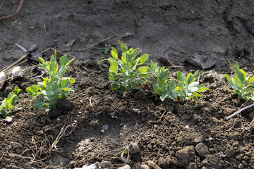 peas plants sprouting in the early spring