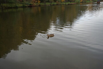 ducks on the lake