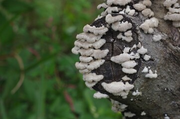 mushrooms on tree