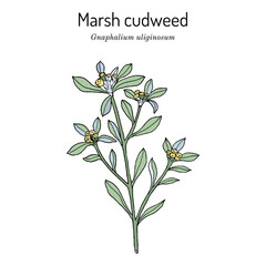 Marsh cudweed Gnaphalium uliginosum , medicinal plant