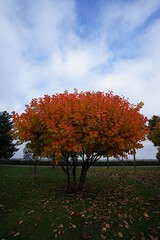 autumn in the park