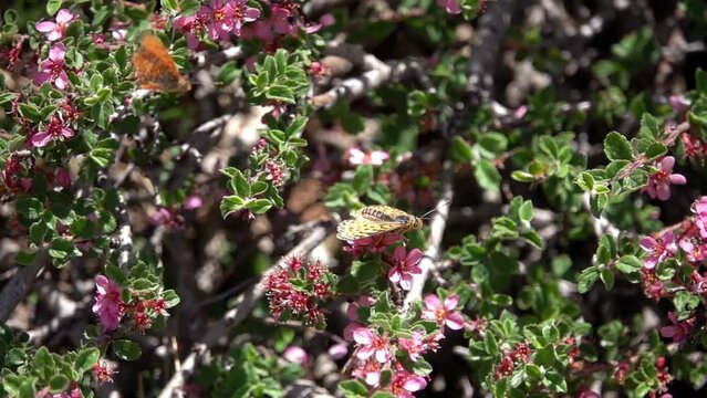 Orange and yellow butterfly dancing in the air around red flowered bush
Slow motion shot from israel
