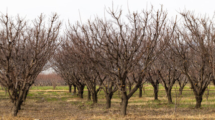 Obraz premium Apricot fruit farm in winter with no leaves