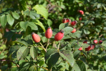 Red rosehip berries in a vegetable garden