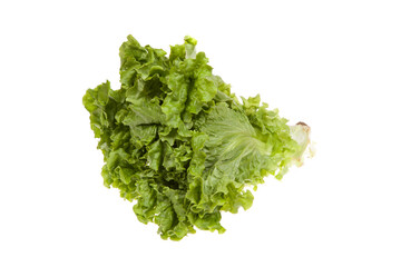 Fresh green salad vegetable, isolated on white. lettuce