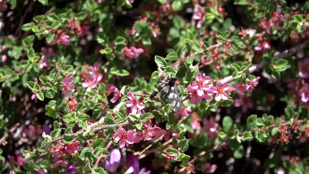 Black and white moth on red flowered bush
Slow motion shot from israel
