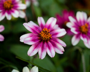 Obraz premium pink flower