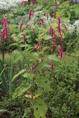 秋の公園に咲くオオケタデの赤い花穂