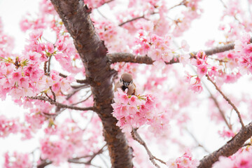 桜の木に止まる雀
