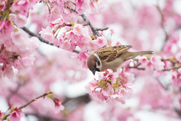 桜の木に止まる雀
