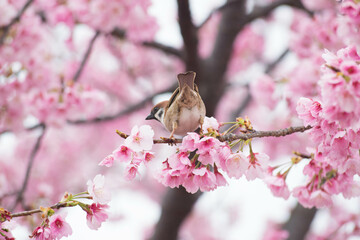 桜の木に止まる雀
