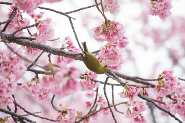 桜の木に止まるメジロ

