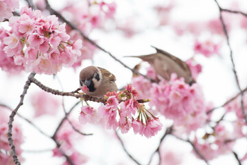 桜の木に止まる雀
