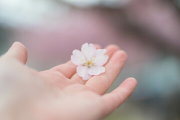 手のひらに乗る桜の花