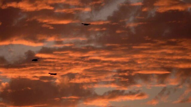 Birds with cloudy orange sunset sky in jerusalem
Beautiful shot from Jerusalem at sunset, israel, 2021
