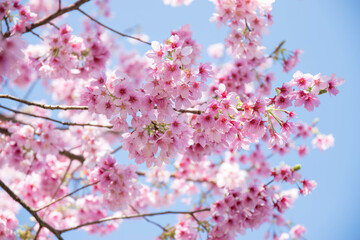 青空と満開の桜