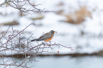 one American robin eating the tiny red berries on the tree branch on a winter day in the park