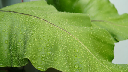 Close up of fresh Bird’s nest fern leaf with water drops, the tropical plant