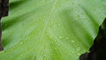 Close up of fresh Bird’s nest fern leaf with water drops,  the tropical plant