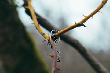 Natural texture interweaving of plants in an abstract form with a yellow leaf, prickly branches and...