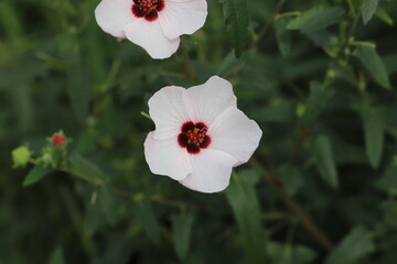 日本の秋の公園に咲く白いタカサゴフヨウの花