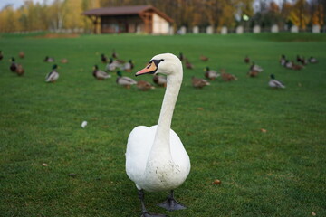 swan on the water