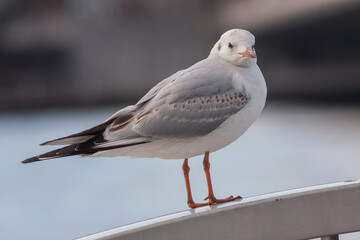 カモメ　鳥　白　ユリカモメ　コピースペース　野鳥