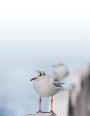 カモメ　鳥　白　ユリカモメ　コピースペース　野鳥