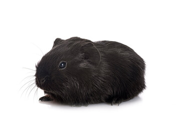 guinea pig in studio