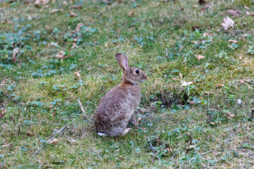 Naklejka na ściany i meble Young wild rabbit on grass in garden