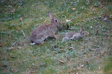 Young wild rabbit on grass in garden