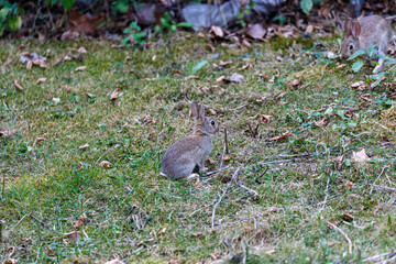 Young wild rabbit on grass in garden