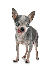 blind old chihuahua