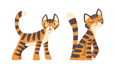 Fototapeta na wymiar Tiger Character with Orange Fur and Black Stripes Standing and Sitting Vector Illustration Set