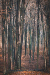Las bukowy późna jesień, brązowa tonacja - obrazy, fototapety, plakaty