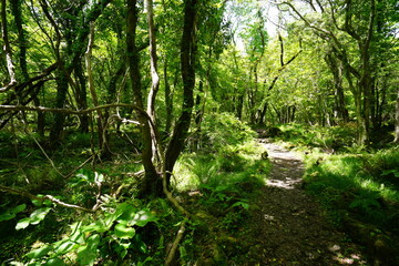 Fototapeta na wymiar refreshing spring forest with a path