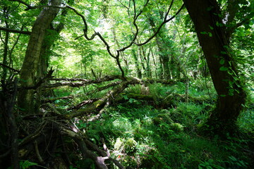 thick wild forest and refreshing sunlight