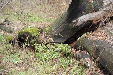 squirrel on tree