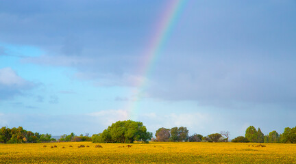kangaroos and rainbow over field