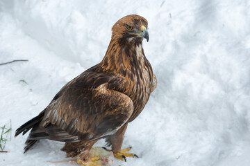 Golden Eagle.
 This is one of the most famous birds of prey of the hawk family, the largest eagle. Eagles have long been a symbol of courage and nobility. 