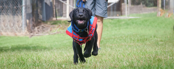 Two trainee Labradore puppies playing before a training session