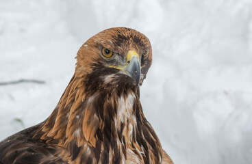 Golden Eagle.
 This is one of the most famous birds of prey of the hawk family, the largest eagle....