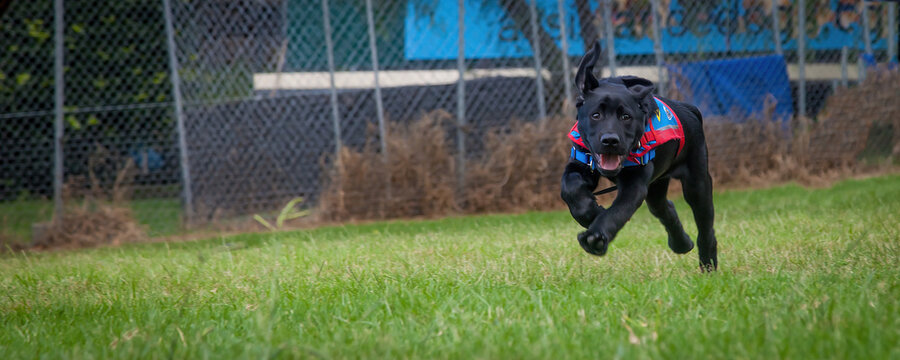 Two trainee Labradore puppies playing before a training session