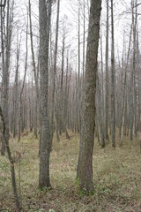 Obraz premium pine forest in autumn