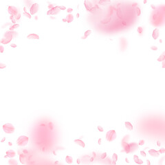 Fototapeta premium Sakura petals falling down. Romantic pink flowers falling rain. Flying petals on white square background. Love, romance concept. Lovely wedding invitation.