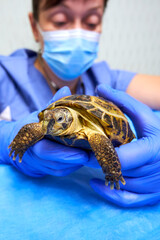 Turtle in the veterinary clinic. Treatment of exotic animals