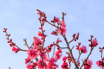 早春の神戸岡本梅林公園。ピンク色の梅の花が咲き始めた。