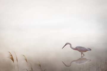 Beautiful Great Egret Bird Wallpaper Background